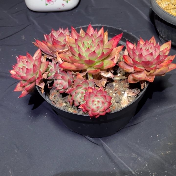 我***丝麦卡多肉一物一拍