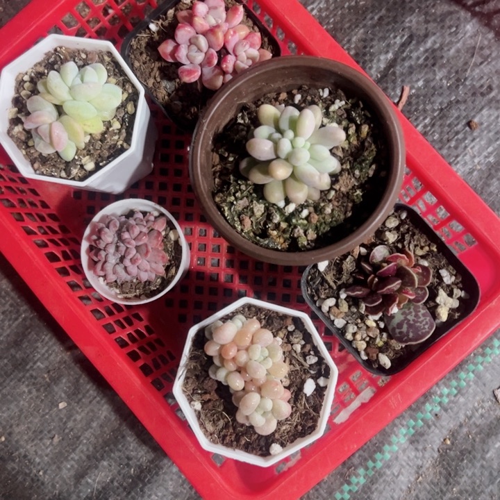 永***間专拍多肉植物大战僵尸