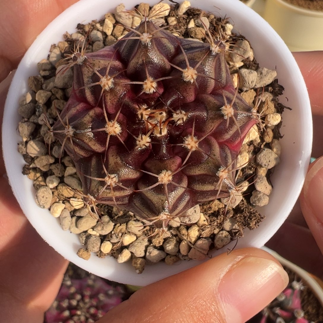 393 好看的米哈冲冲冲