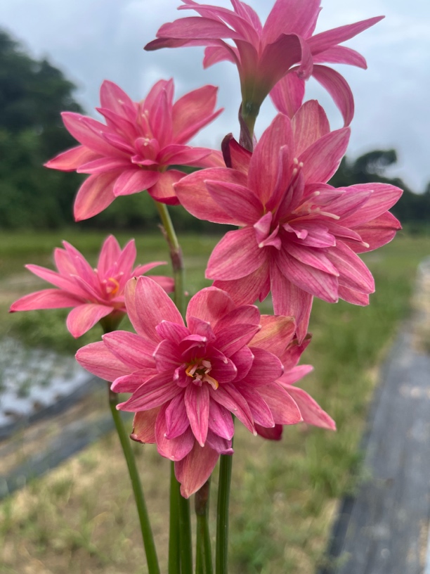 风雨兰 雀斑粉 自育品种。5球一组