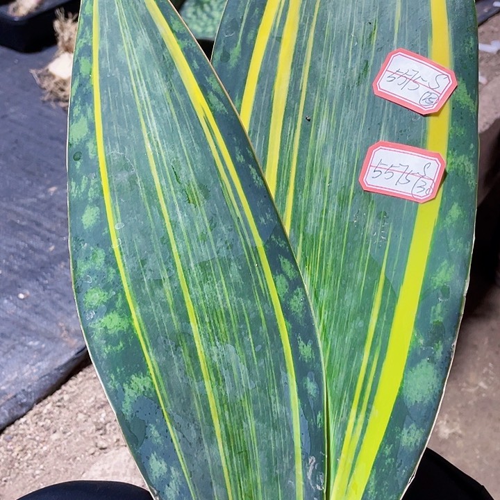 S****完全开放宝镜虎皮兰一物一拍