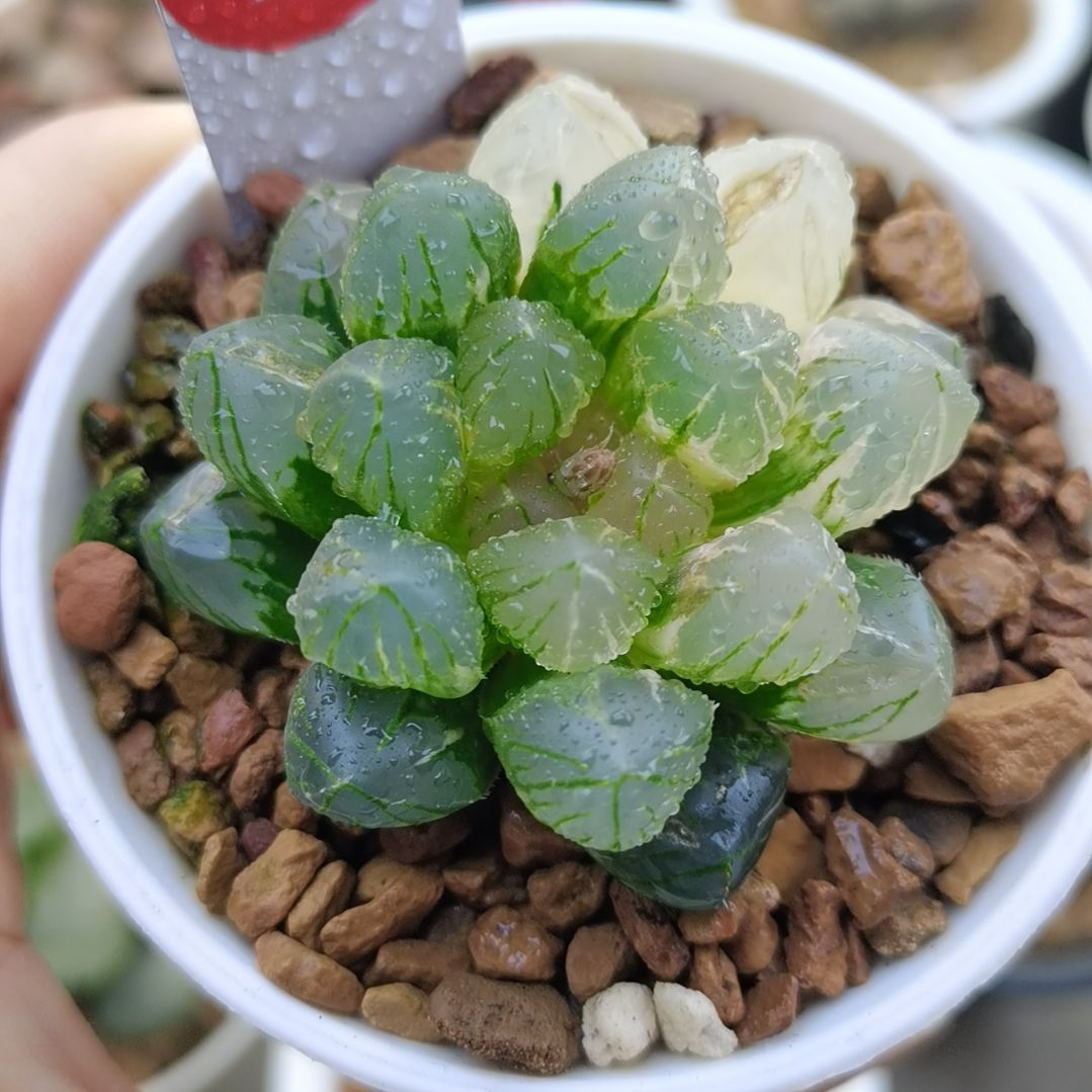 161号OM玉露锦一物一拍带盆土发货