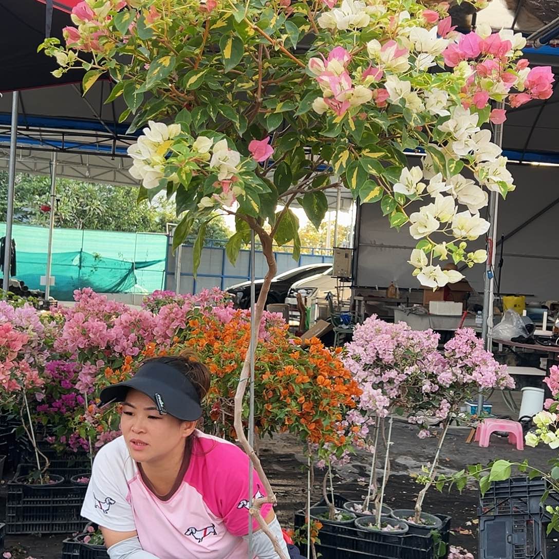 朵***️大部分花苞少量开放B59金心橙白