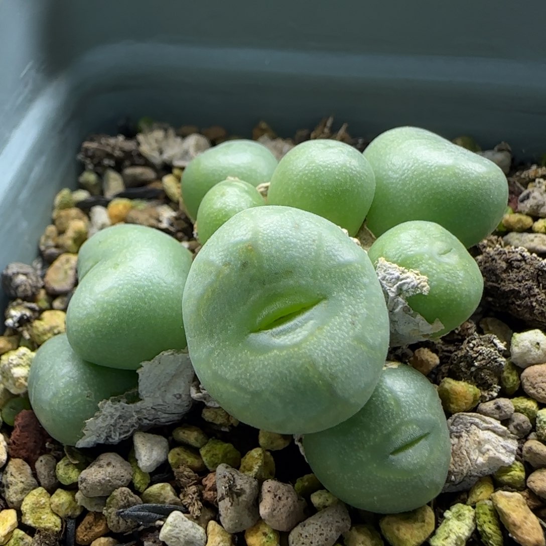 11-8-1-1当天满38包邮嘟嘟嘴送奶工杂交10头脱土