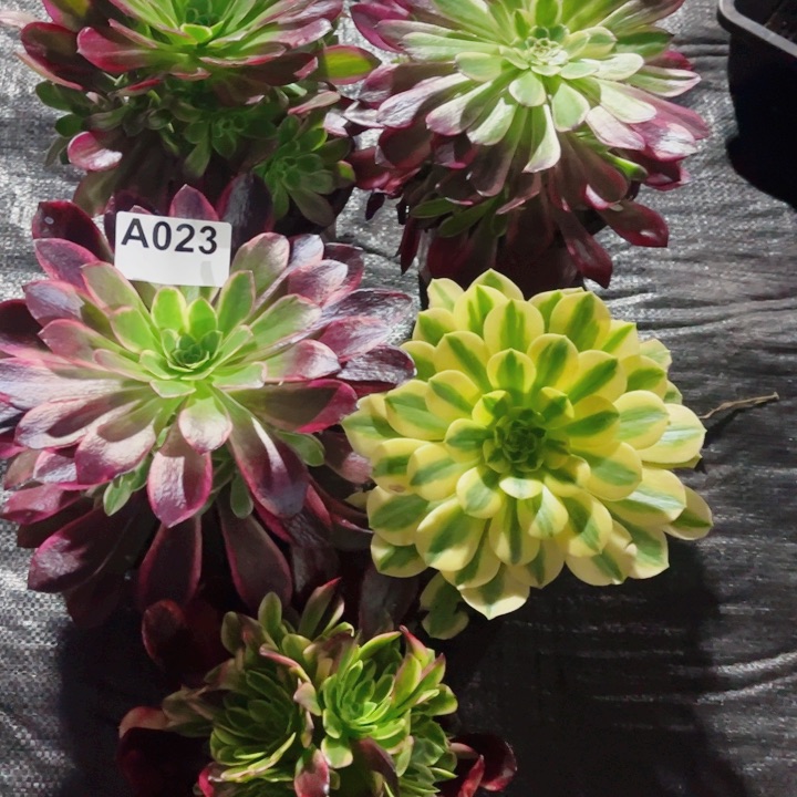 多肉法师不包断肢023