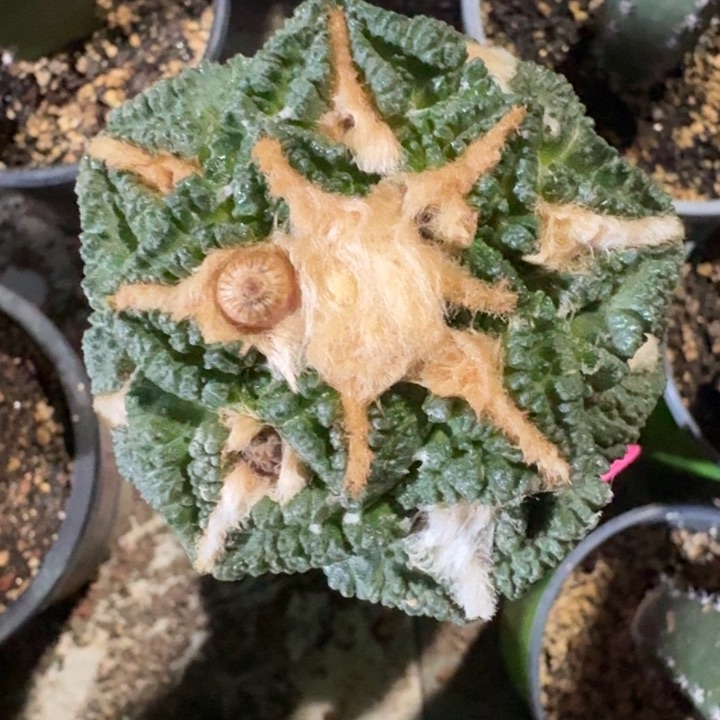 志贺苗接仙人球6.3