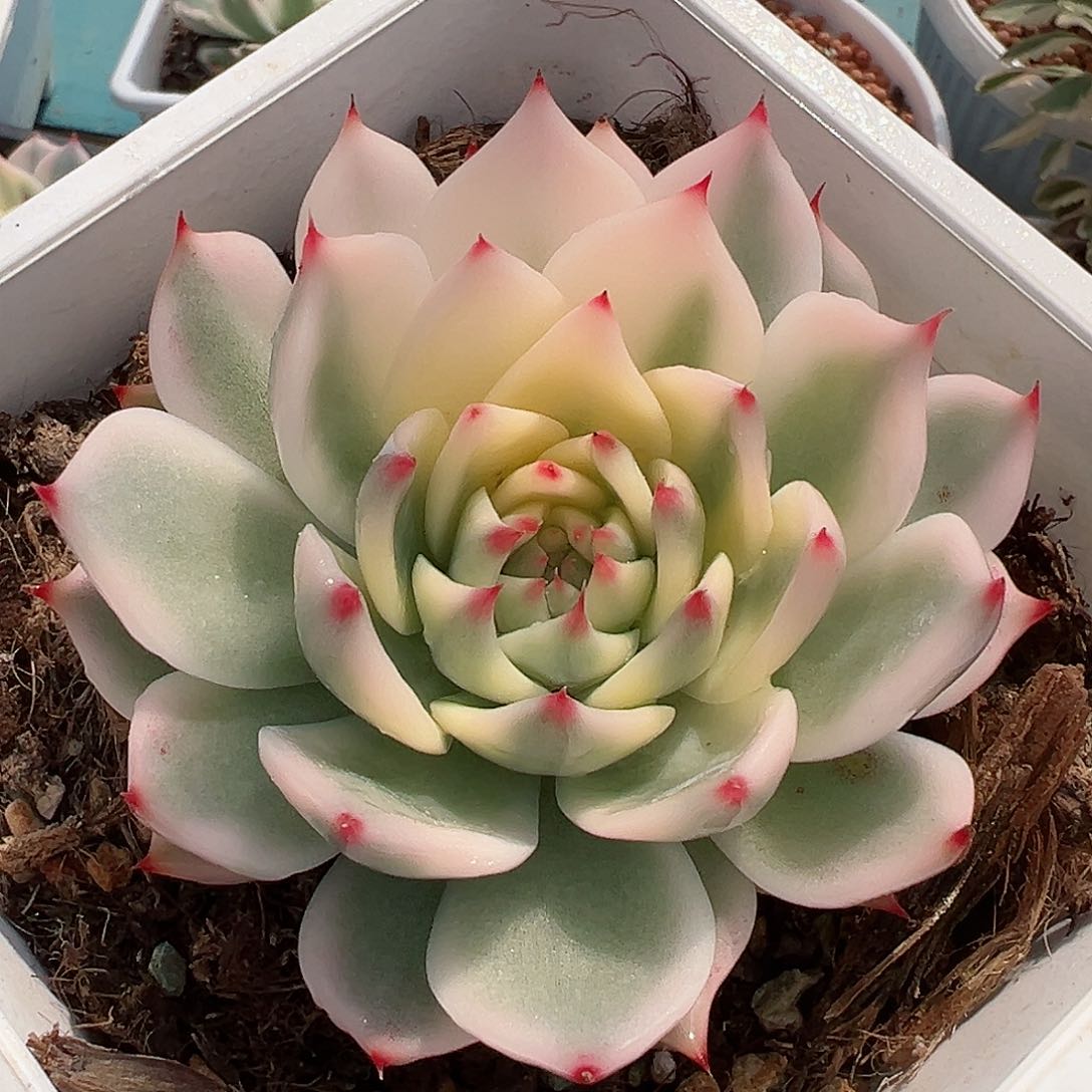 吉娃娃锦，三分之二覆轮锦