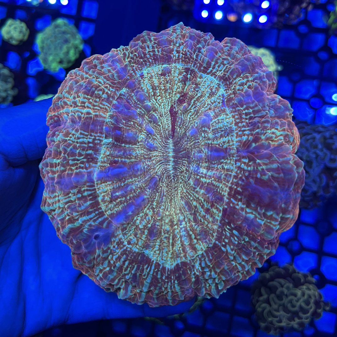 蛇纹富士脑、油彩富士脑二选一