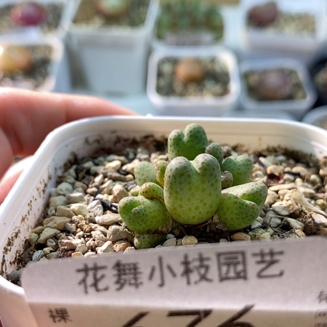 676斑马111111111111111