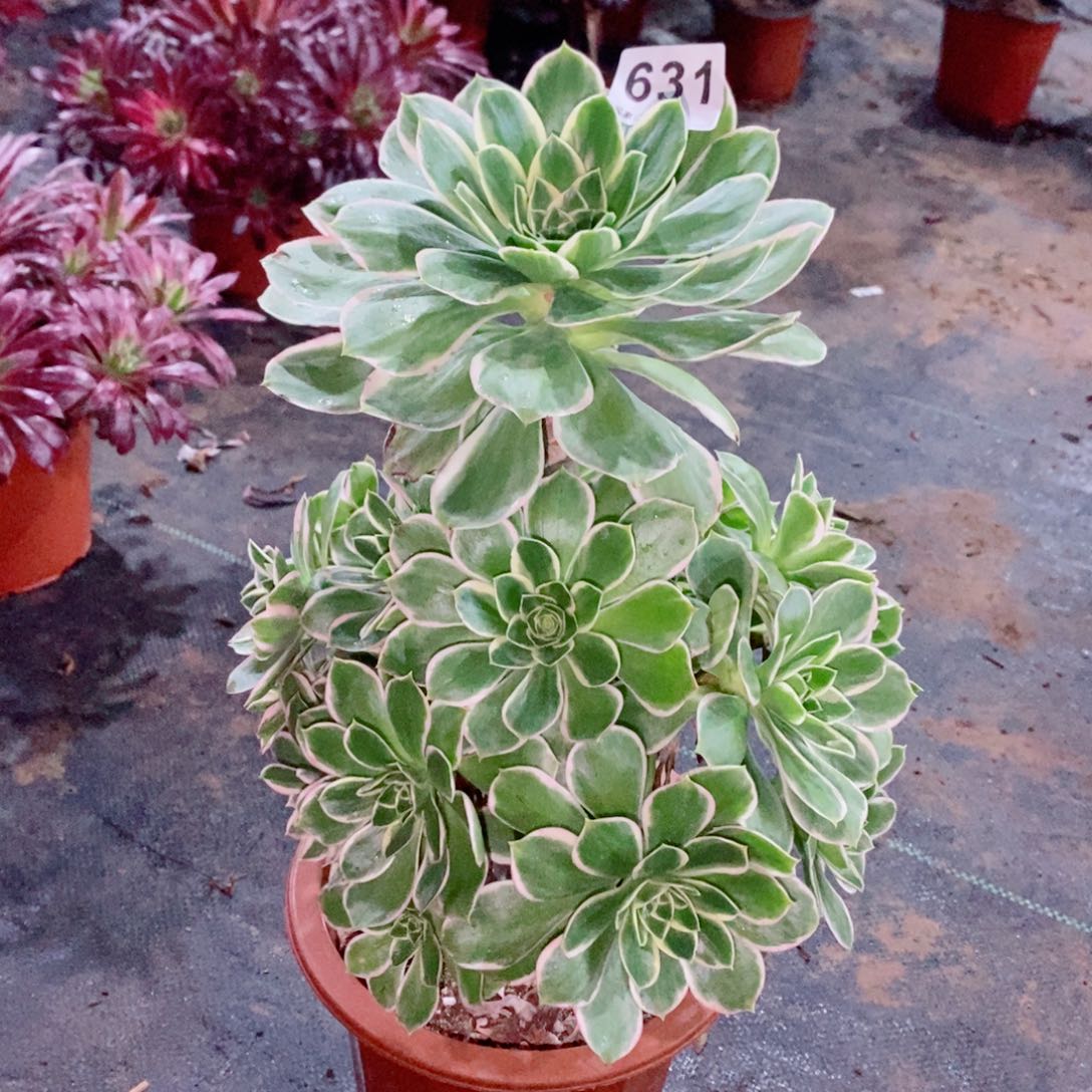 大叶绿玫瑰631多肉1111