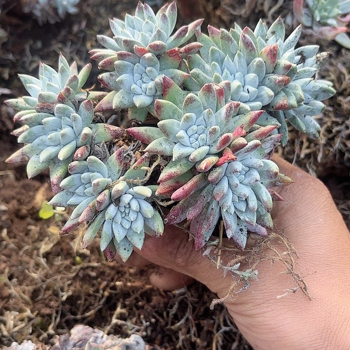 豆**芽仙女杯多肉植物