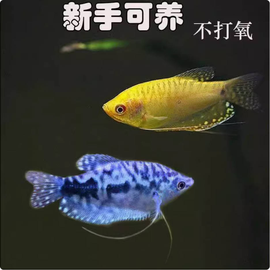 皮实不打氧气鱼黄蓝曼龙鱼观赏鱼小型淡水好养热带观赏鱼金鱼活鱼