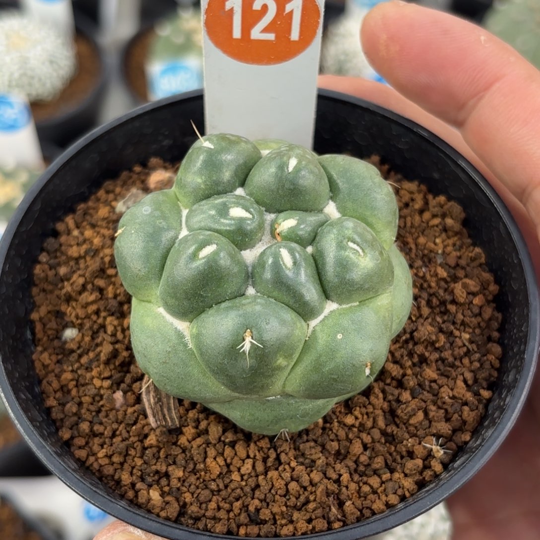 121无刺象牙带盆带土