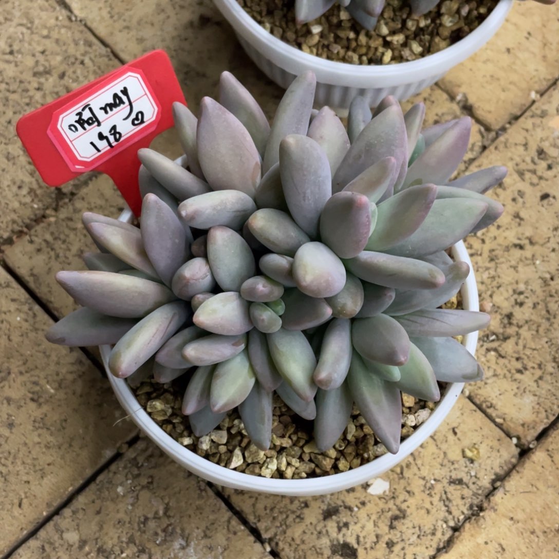 啊***y啊may 198、                  