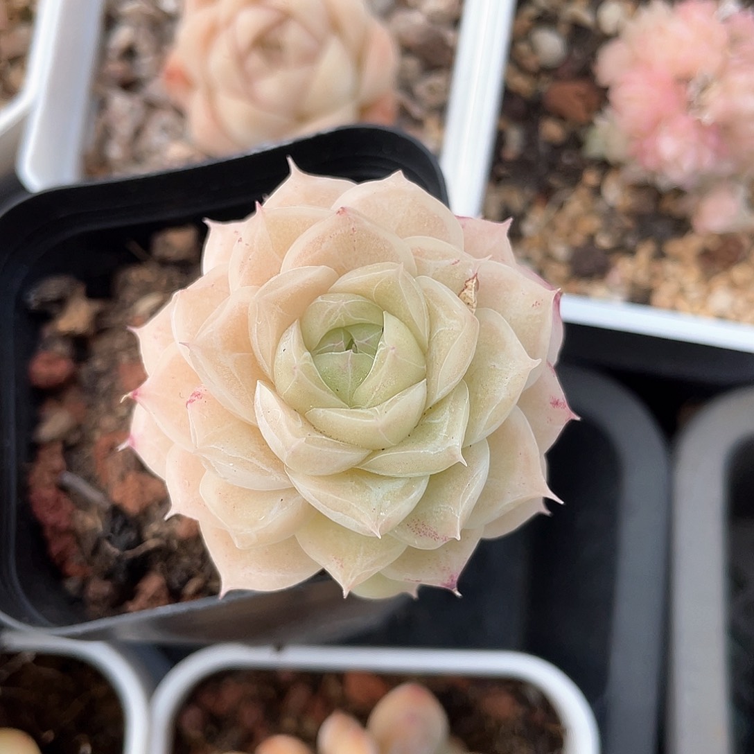 优选62号女王9482