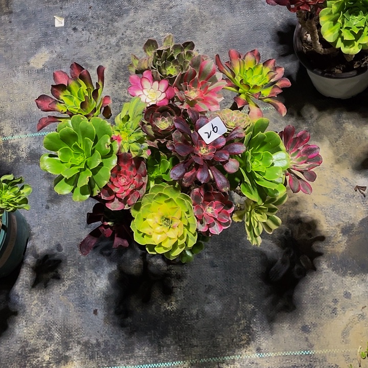 X***头架接0000000026号