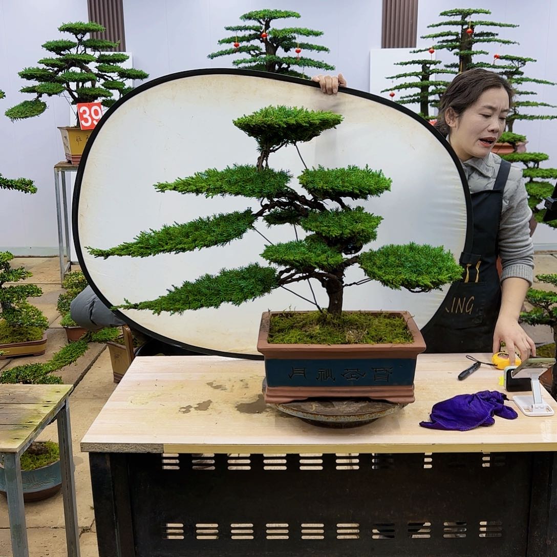 盆景直播间一物一拍