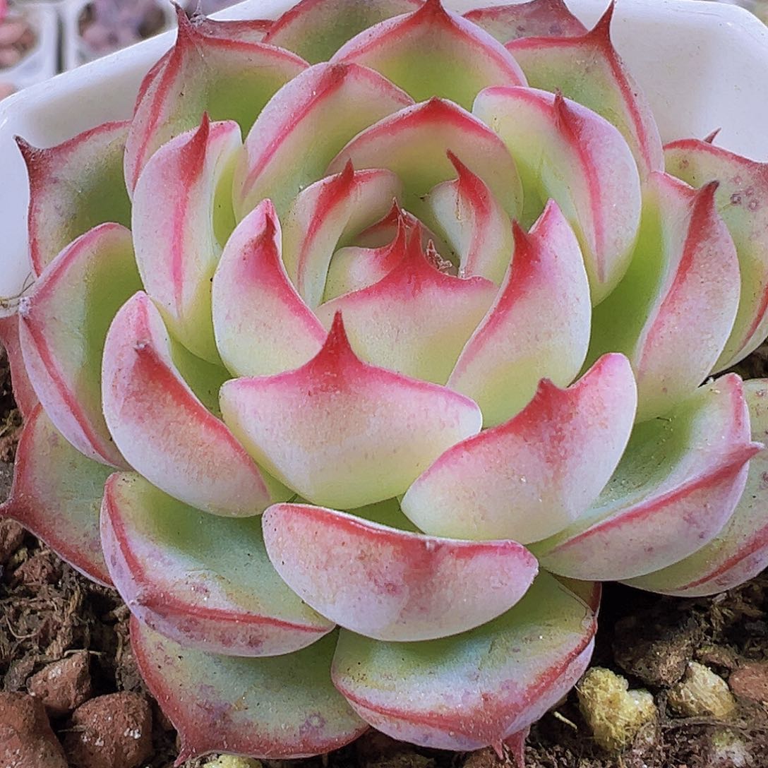 勾魂仙子19包邮多肉