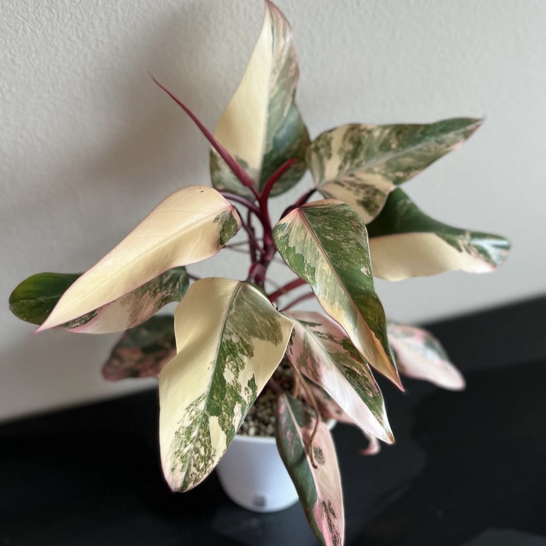 草莓奶昔蔓绿绒室内高端热植盆栽好养观叶绿植