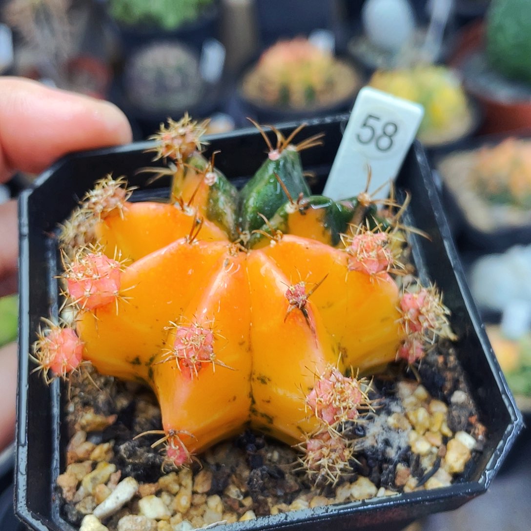 非偏远地区满25包邮仙人球