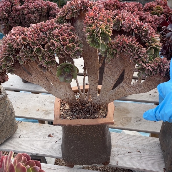 多肉多味又不多菜不辣我真的爱