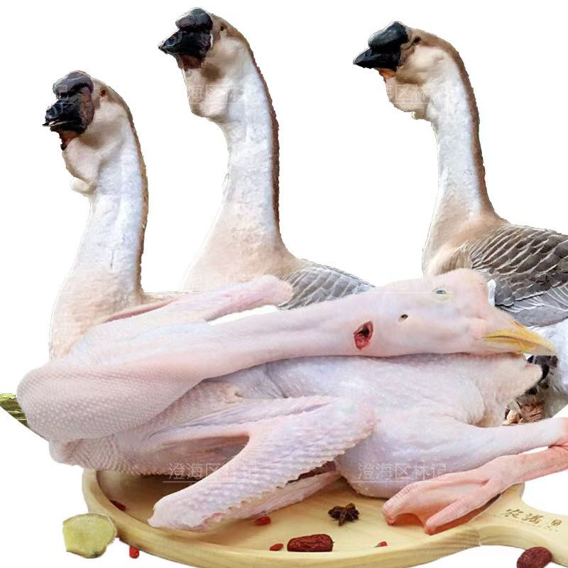 澄海正宗狮头鹅肉质鲜美农村散养脱温食品预包装顺丰发货