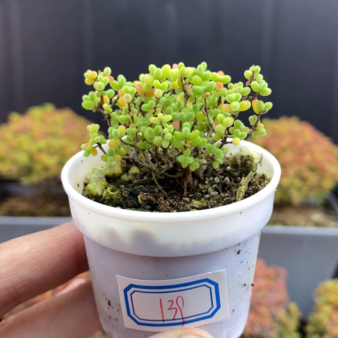 无花朵139号蜜橘糖球枝干