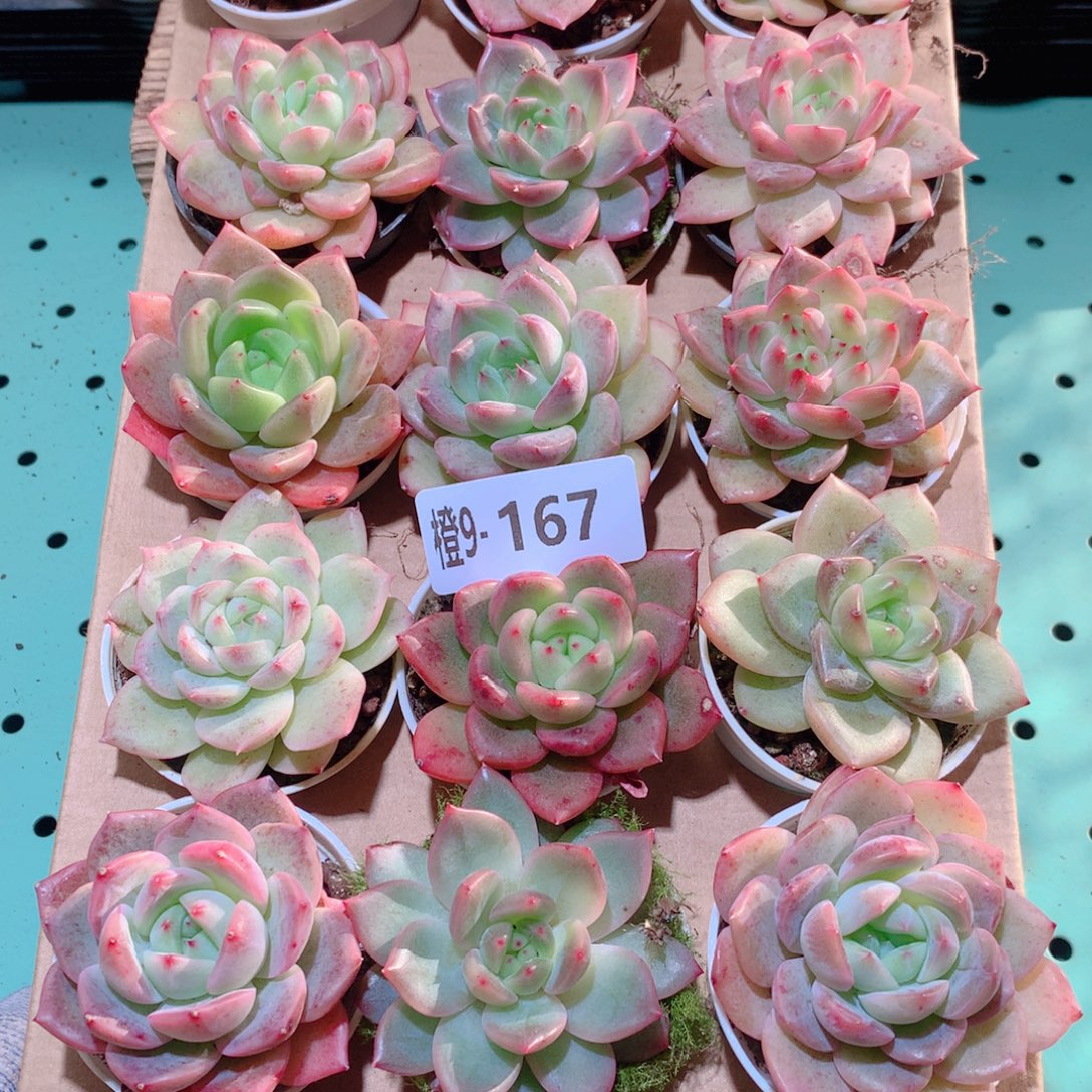 9-167一物一拍多肉带盆18颗
