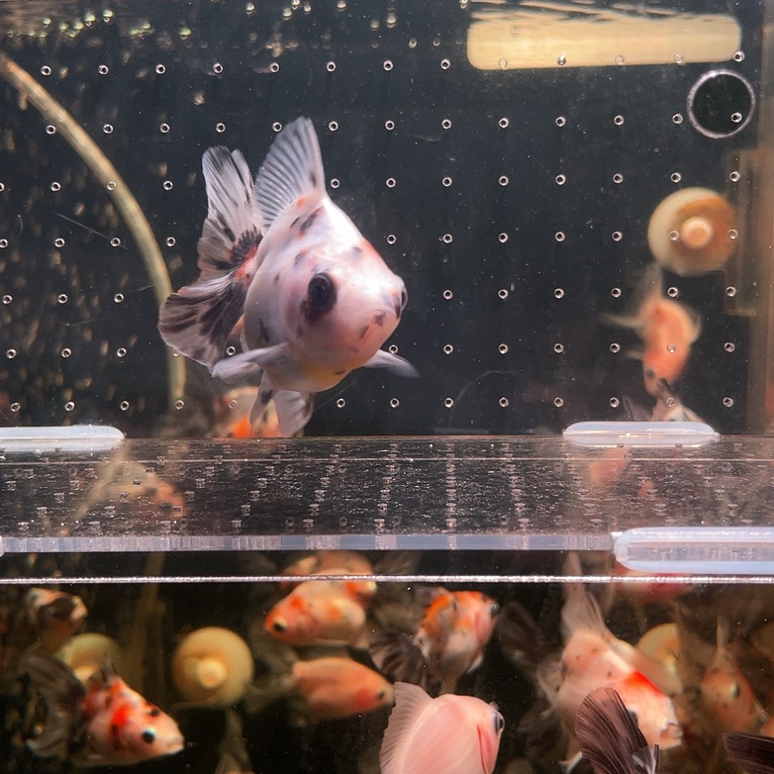 海水泰狮将军宽尾价格包邮1条