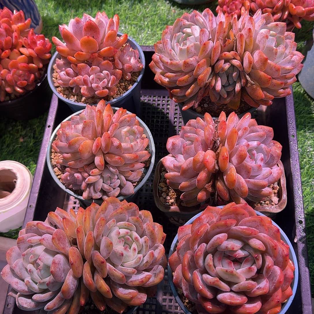 *****橙梦露群生一筐脱土