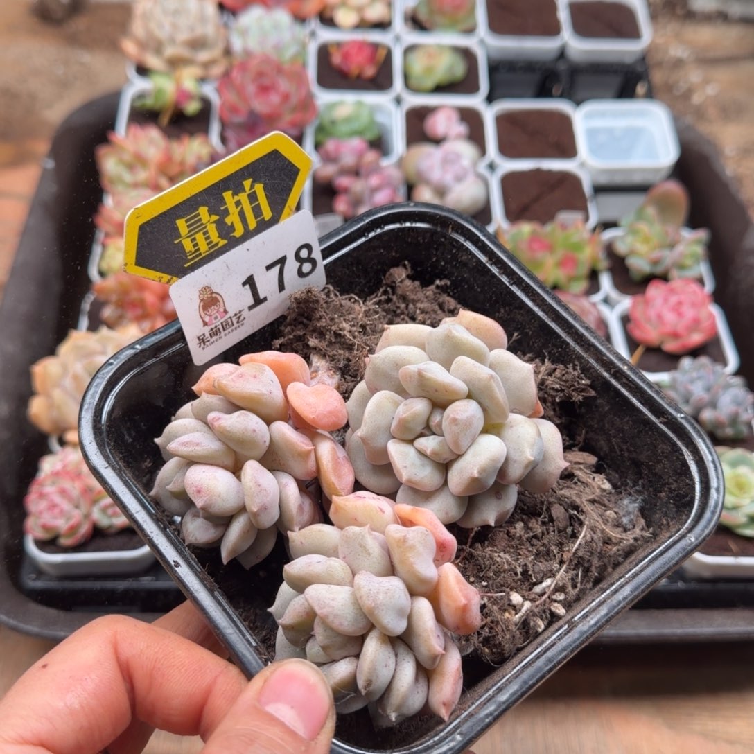多肉植物多肉植物