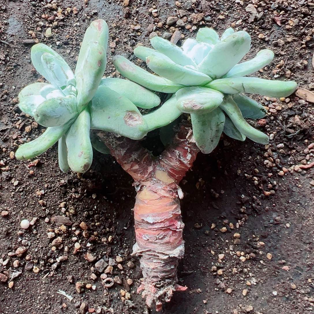 9171拇指仙女多肉