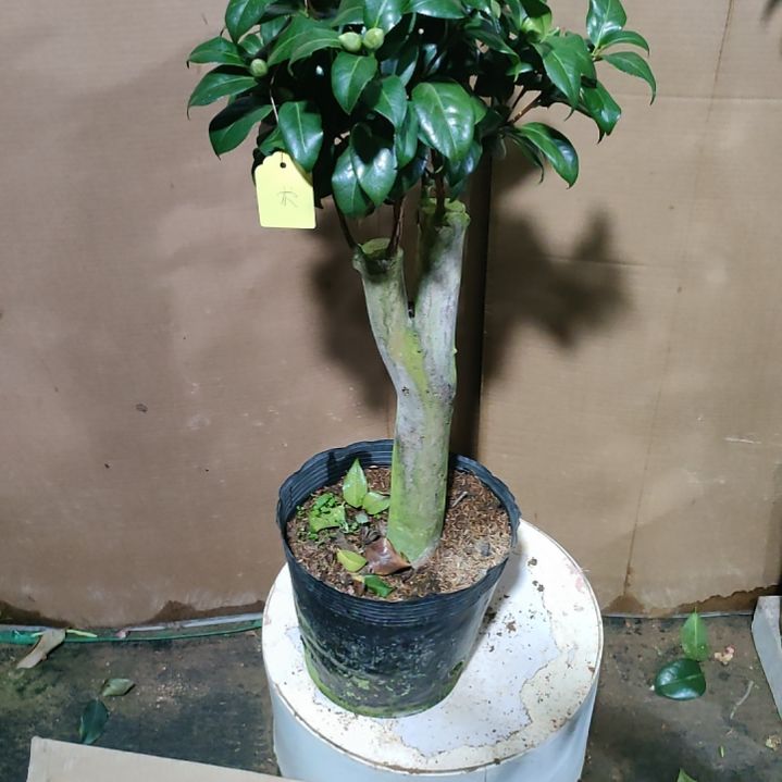 144魔术师，原盆原土发货，不包邮