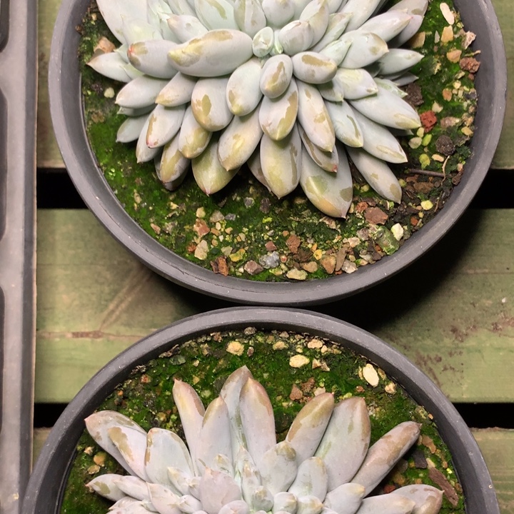 彩体哥特缀化脱土