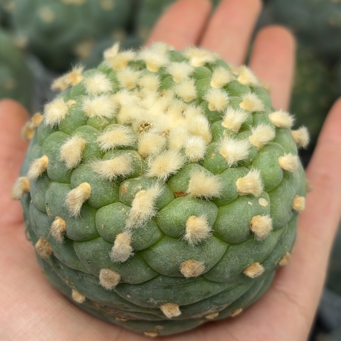 525无根 仙人球 6.5cm