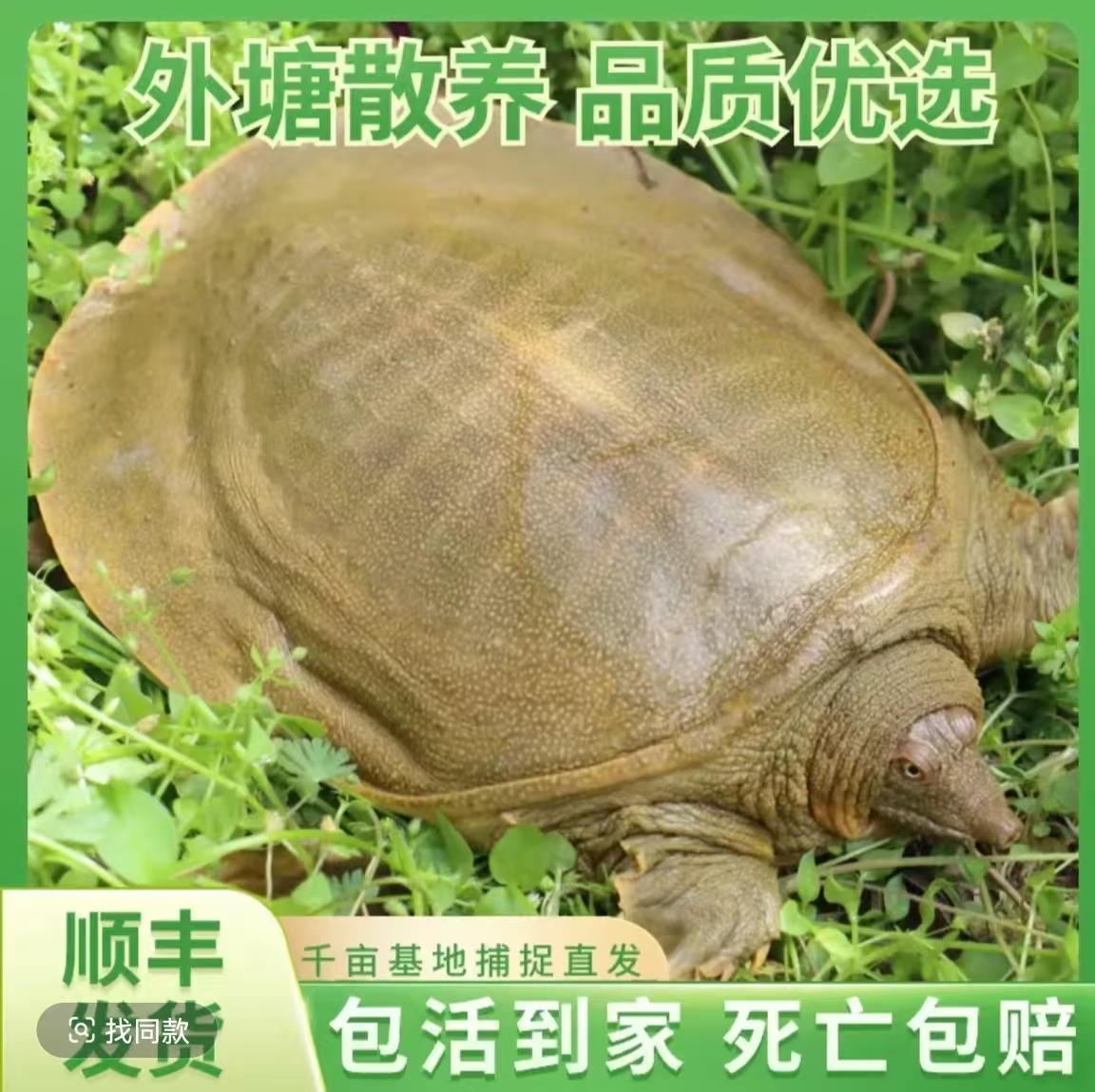 外塘散养甲鱼单只大小（3.5-3.8）青黄背鲜活甲鱼团鱼 京东顺丰包邮