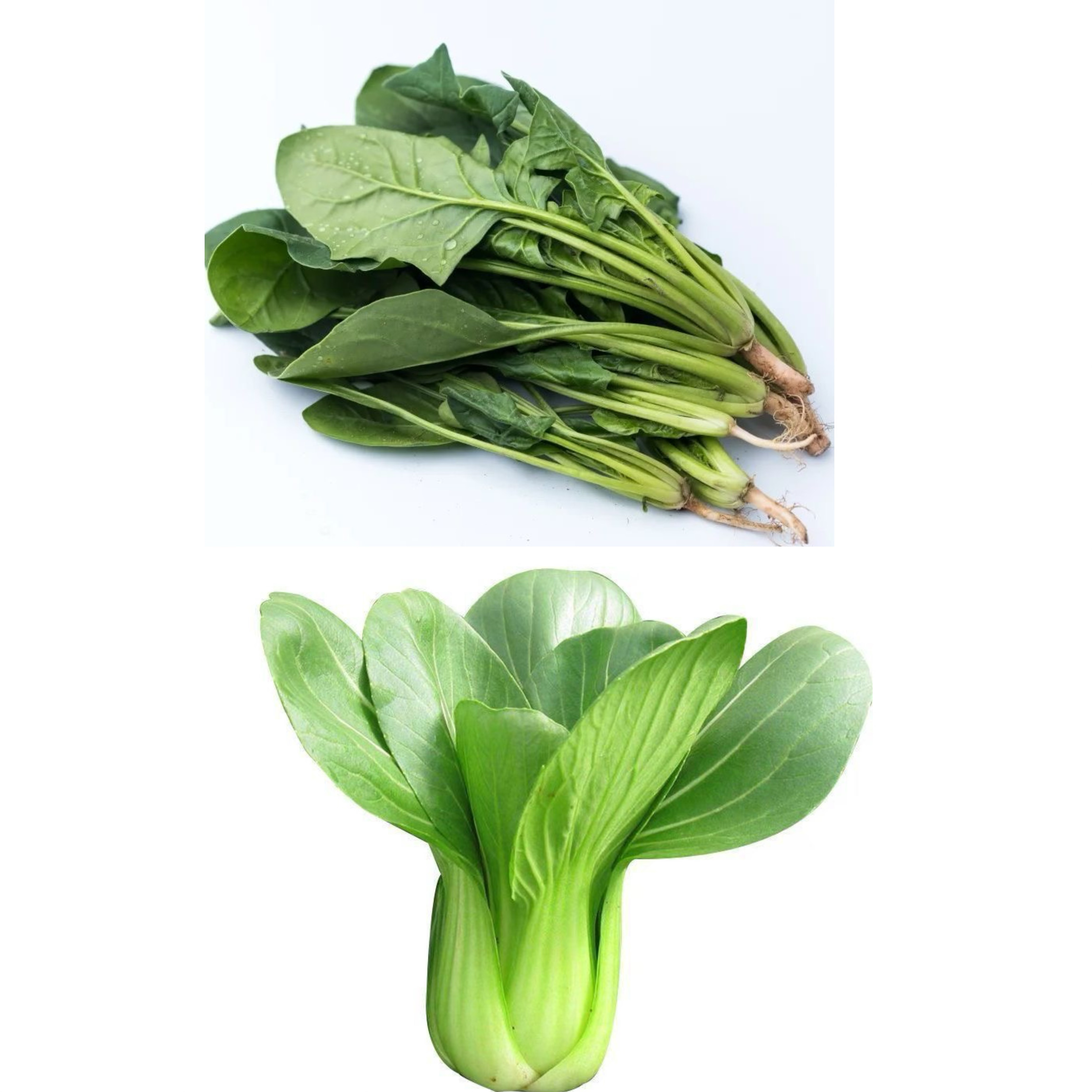 【众旺农场】菠菜➕油菜组合 顺丰包邮油菜