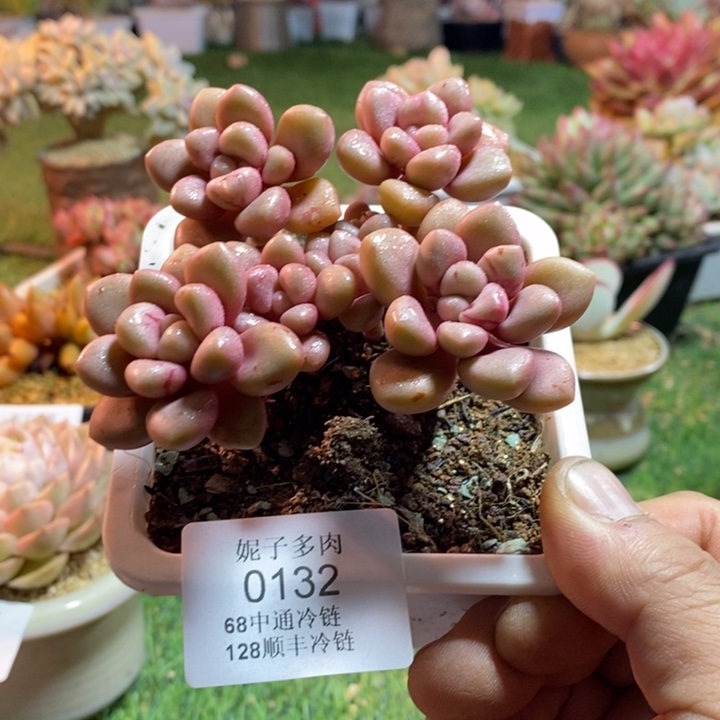 0132啊啊啊啊啊啊啊啊