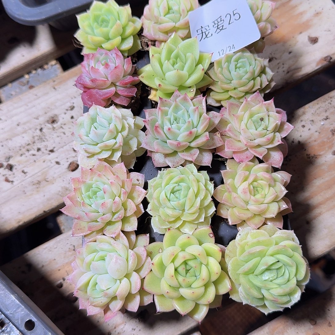 直播福利一物一拍25