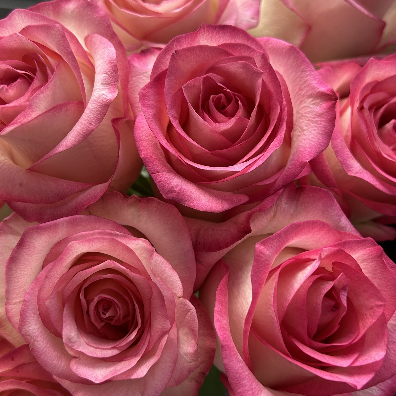 【A级大花头艾莎】玫瑰 （2单以上空运）云南基地直发