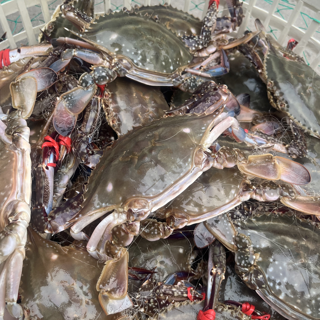 本地梭子蟹 4斤装 2-4两 2-9只 充氧活发【保鲜不保活】