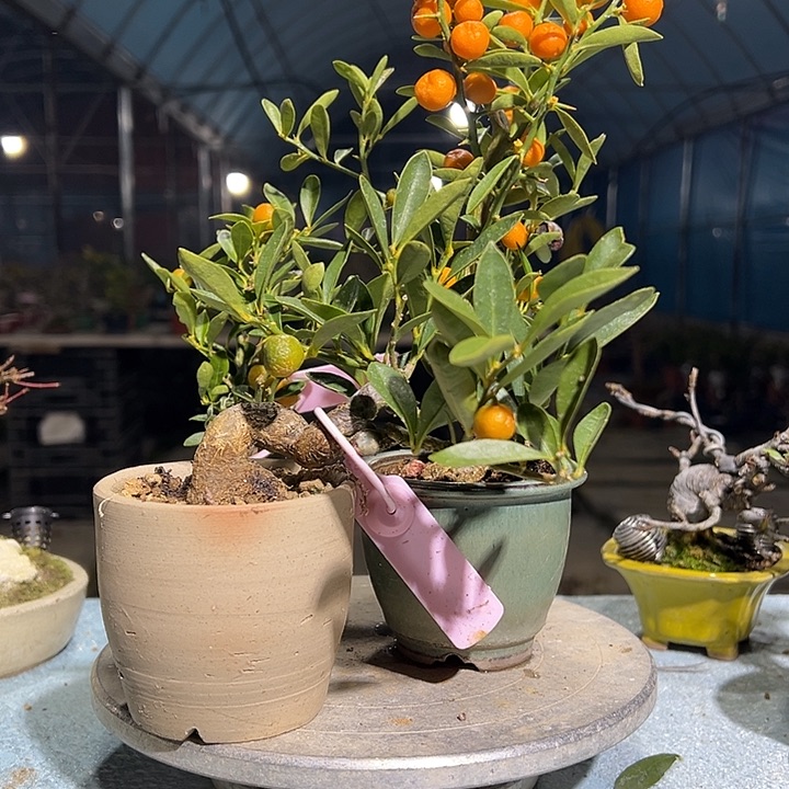 挥***手无花朵金豆盆栽金豆金豆