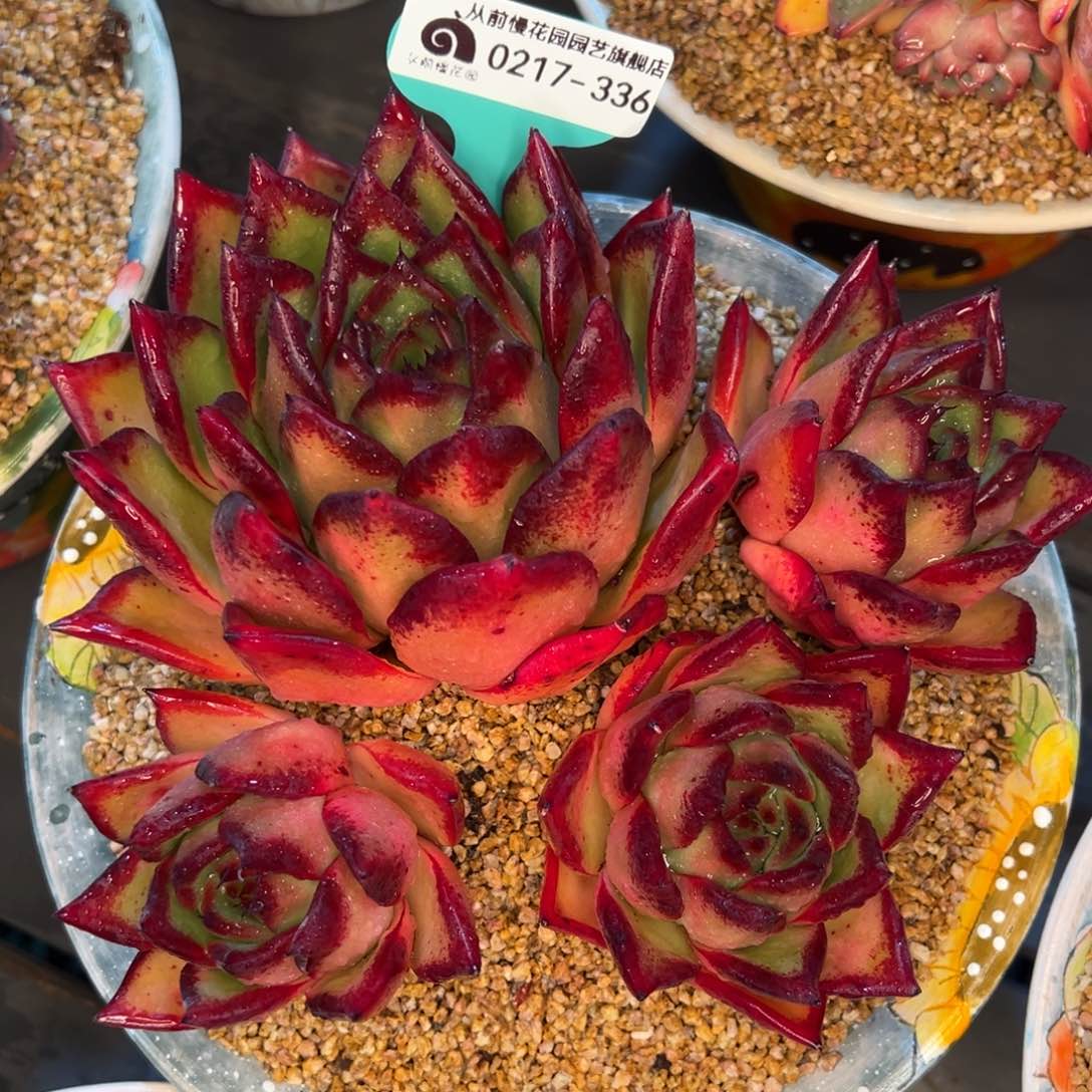 从前慢多肉精选编号0217.336