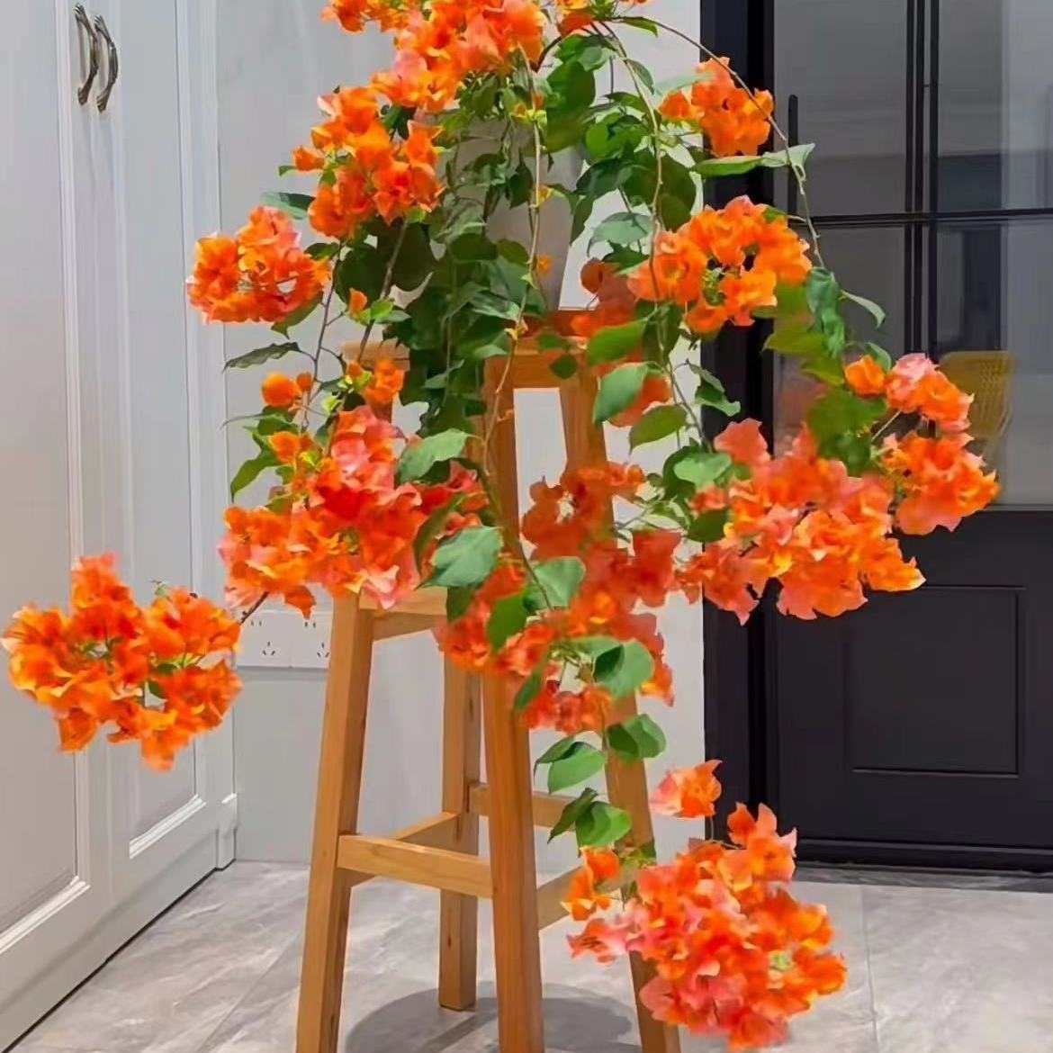 【绿叶橙】三角梅土球发好养病少盆栽地栽四季开花爬藤爬墙勤花爆花