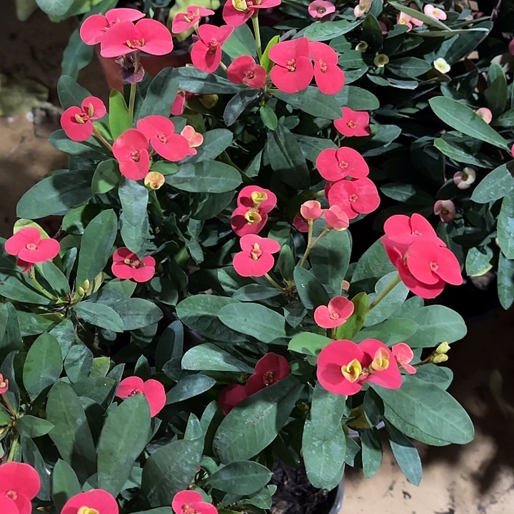 全部花苞红色虎刺梅