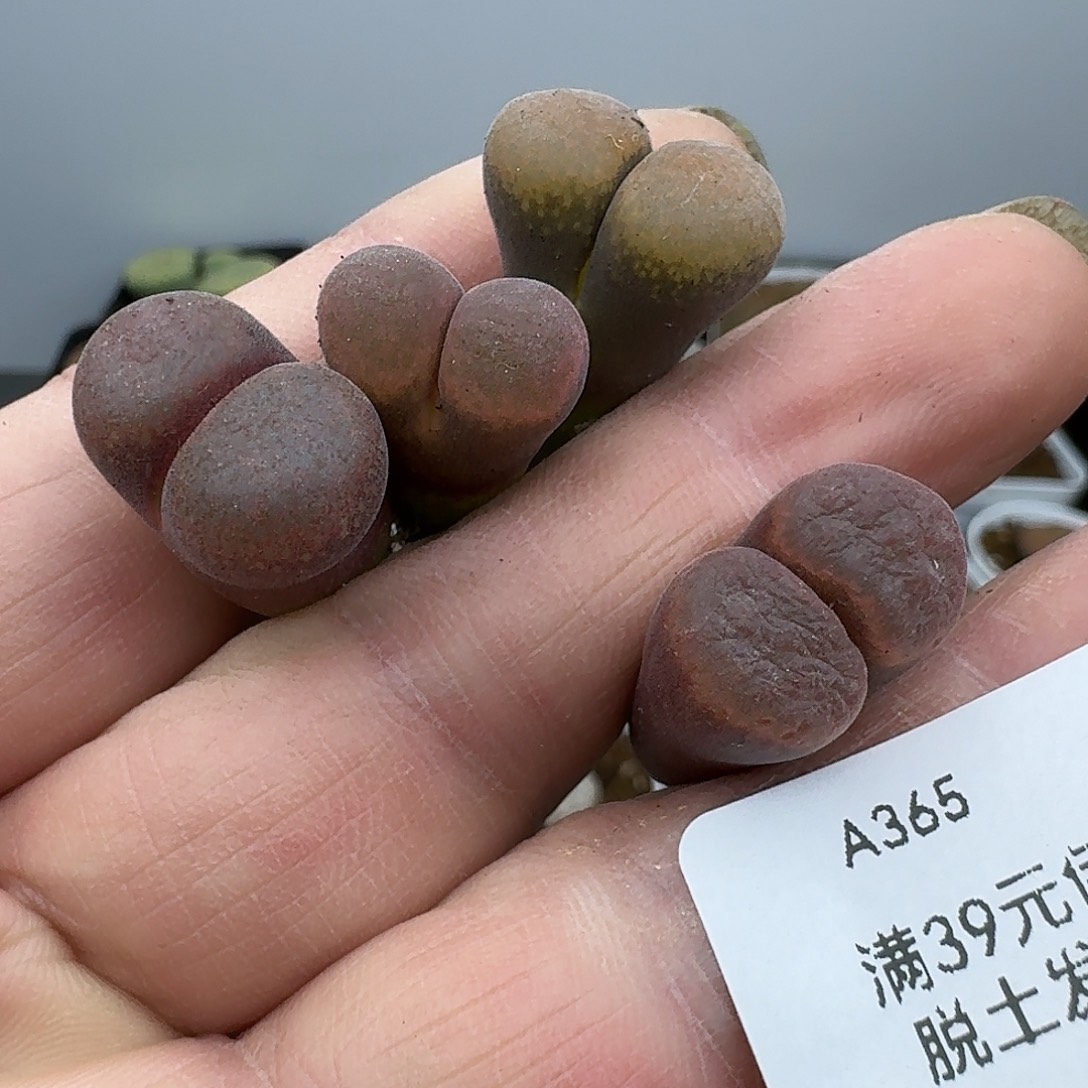 艷***錺365多肉哈哈哈哈哈哈哈哈