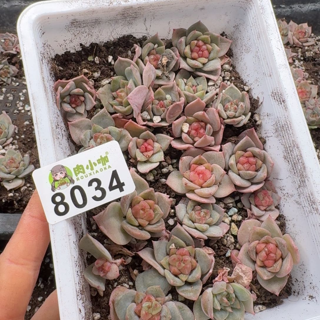 枫***站多肉植物多肉植物