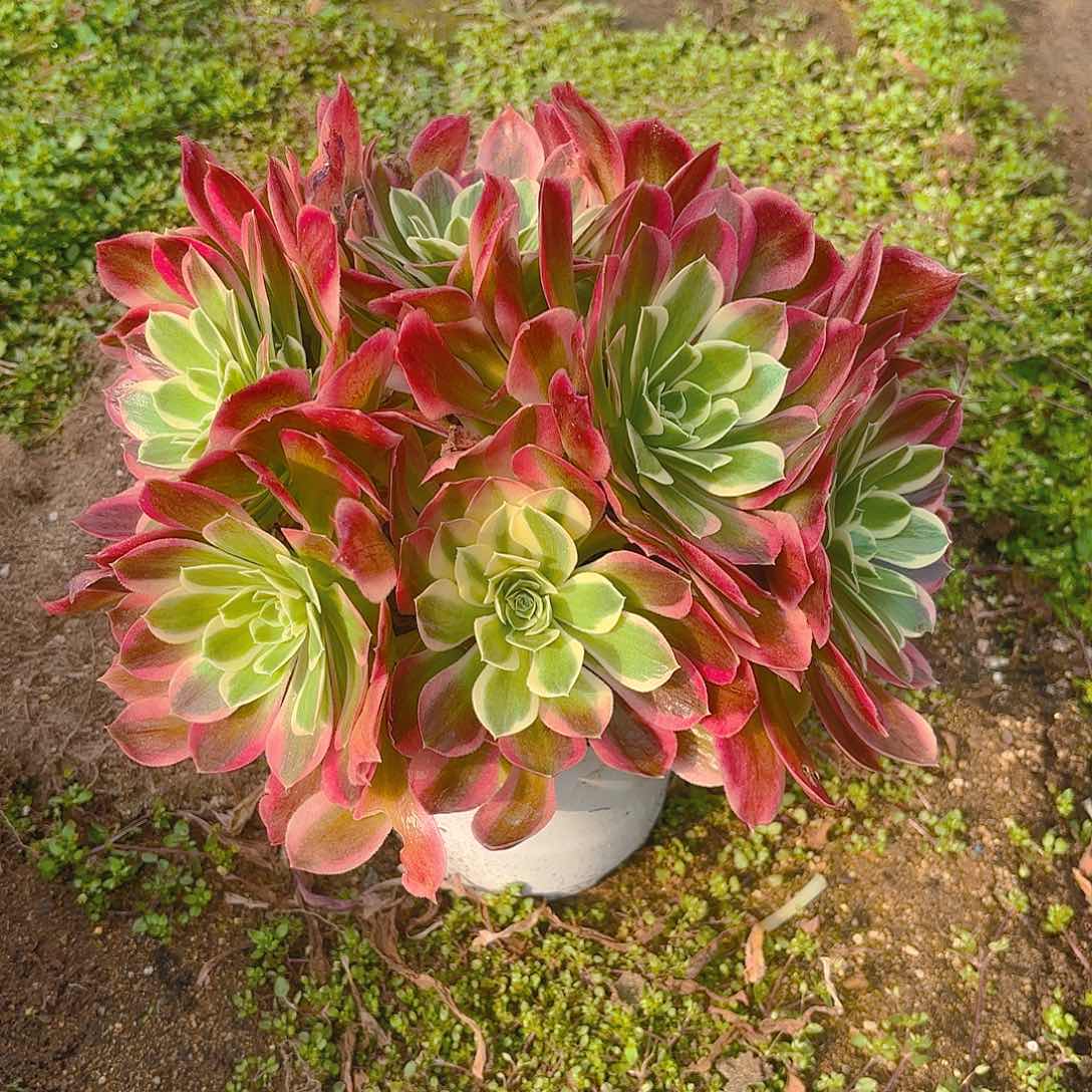 雨花石多肉植物老庄