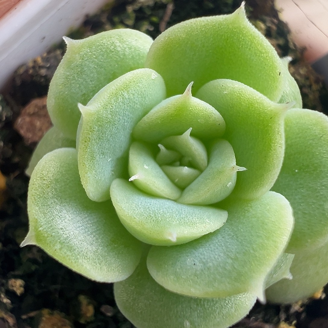 新品。        麦7