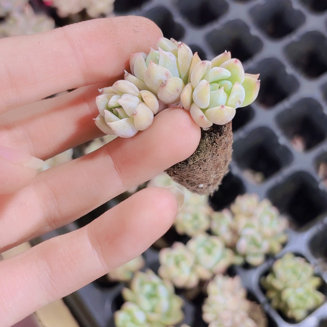精品小穴苗霜花2米2颗